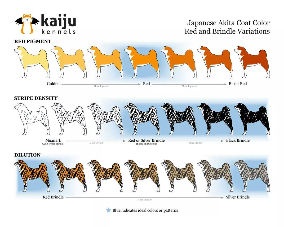 Akitas aus dem Westerwald