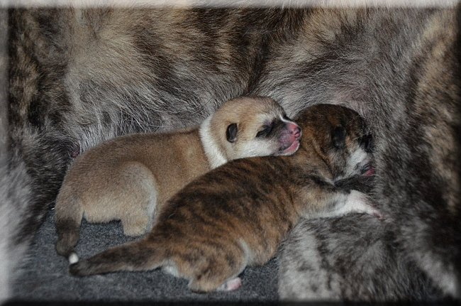 babys.jpg